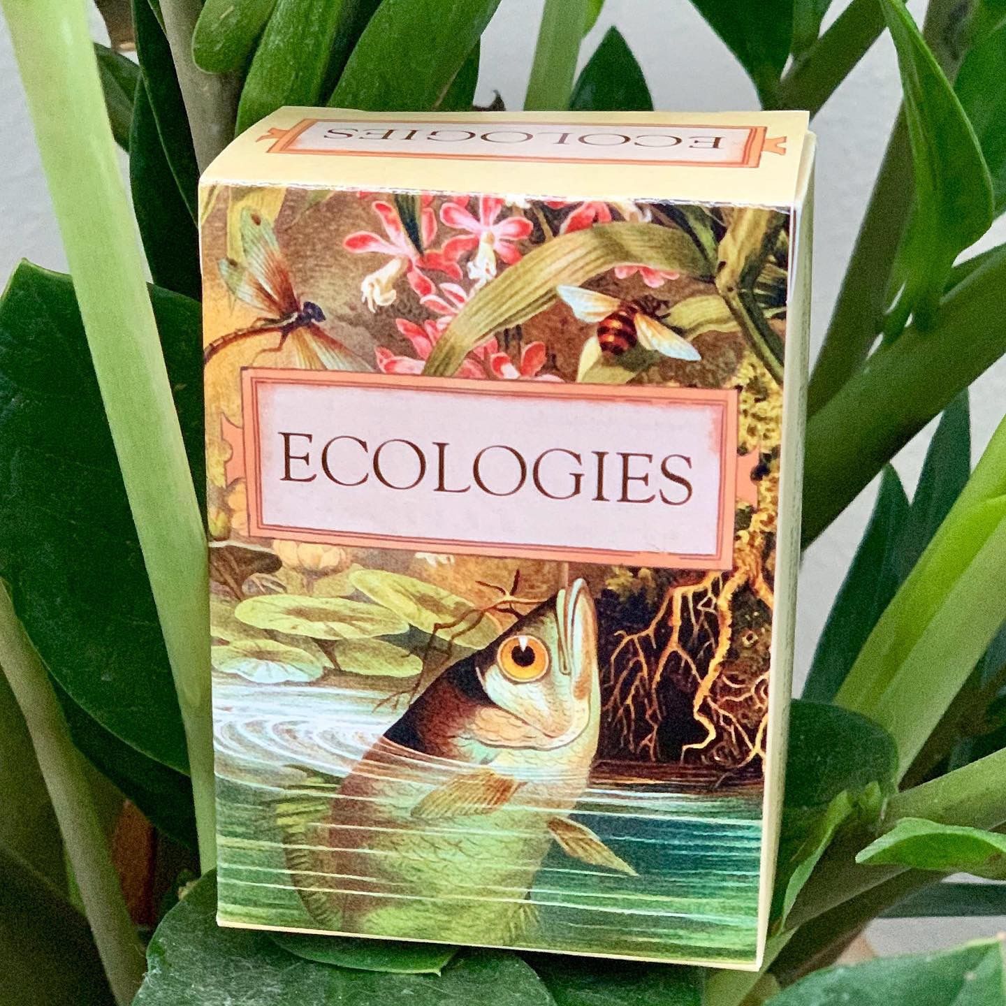 اکولوژی‌ها Ecologies